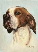 English Pointer